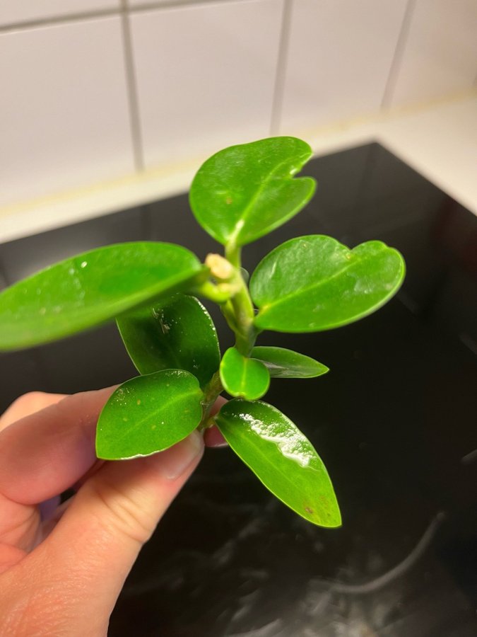 Hoya Cumingiana