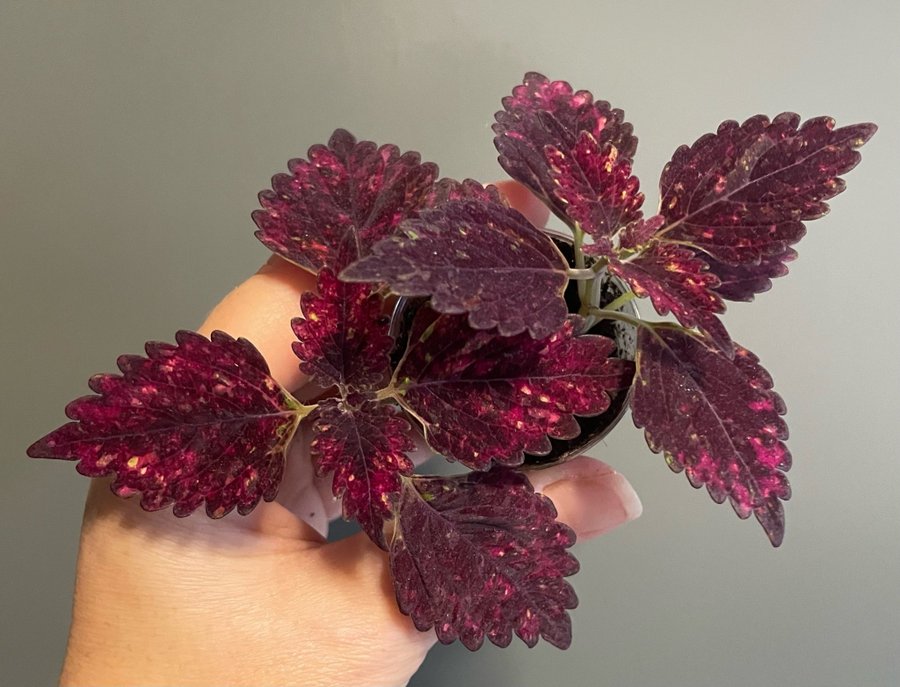 Red Pin rotad stickling palettblad coleus