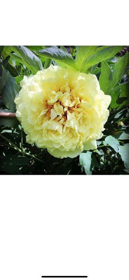 Vacker Itoh Pion Paeonia Yellow Crown