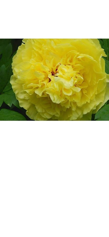 Vacker Itoh Pion Paeonia Yellow Crown