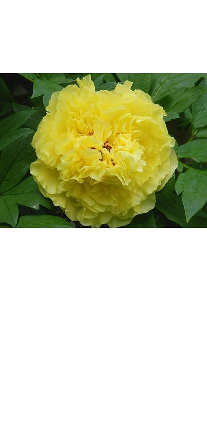 Vacker Itoh Pion Paeonia Yellow Crown