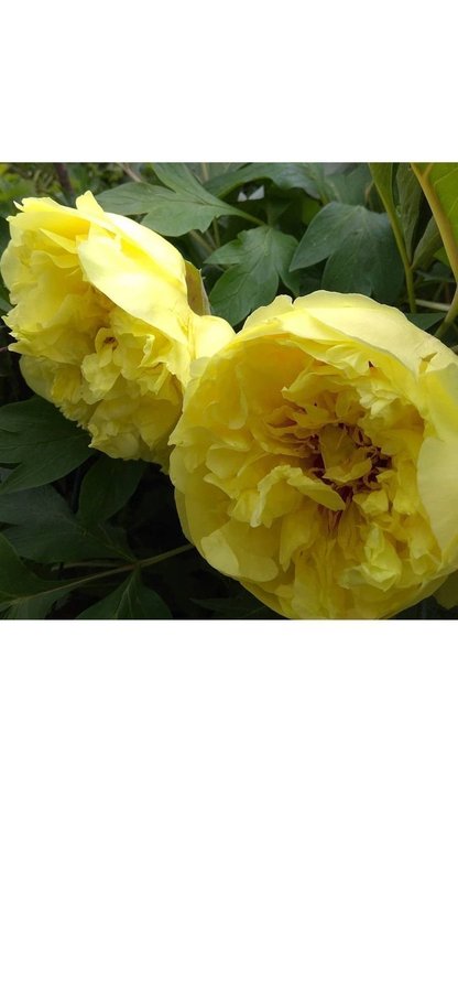 Vacker Itoh Pion Paeonia Yellow Crown