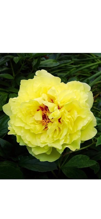 Vacker Itoh Pion Paeonia Yellow Crown