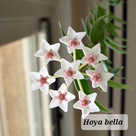 Hoya bella