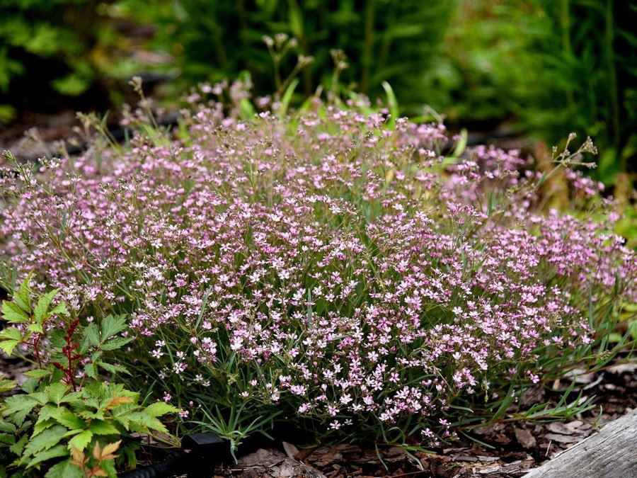 Hängslöja mix rosa/vit, flerårig, h 15-20 cm, blommar maj-augusti, ca 100 frön