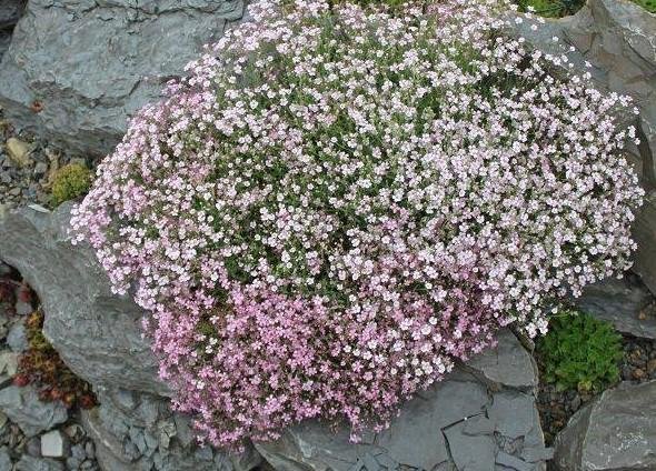 Hängslöja mix rosa/vit, flerårig, h 15-20 cm, blommar maj-augusti, ca 100 frön