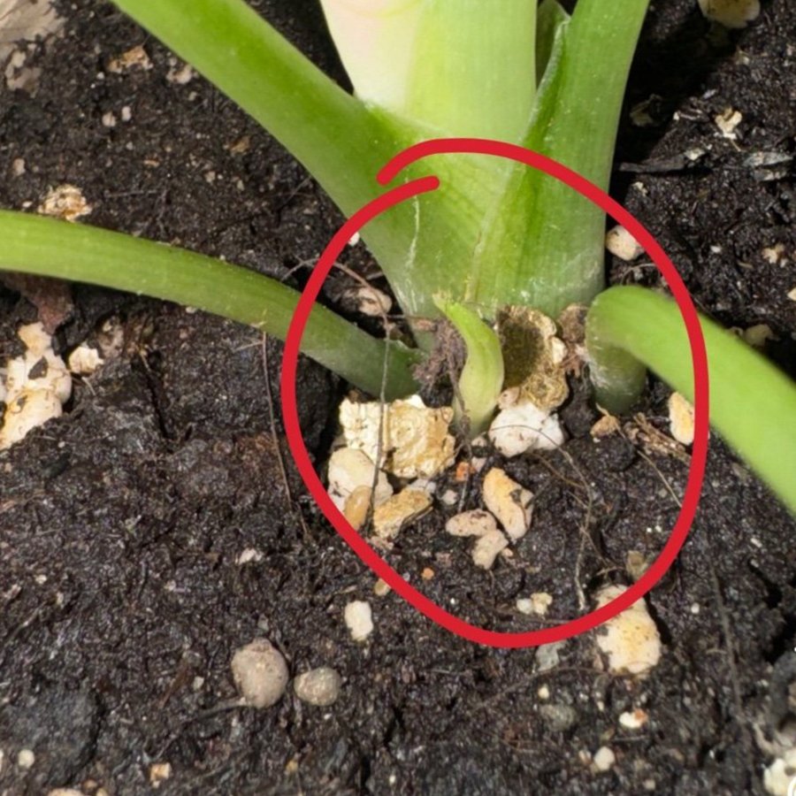 Alocasia dragon scale Albo.