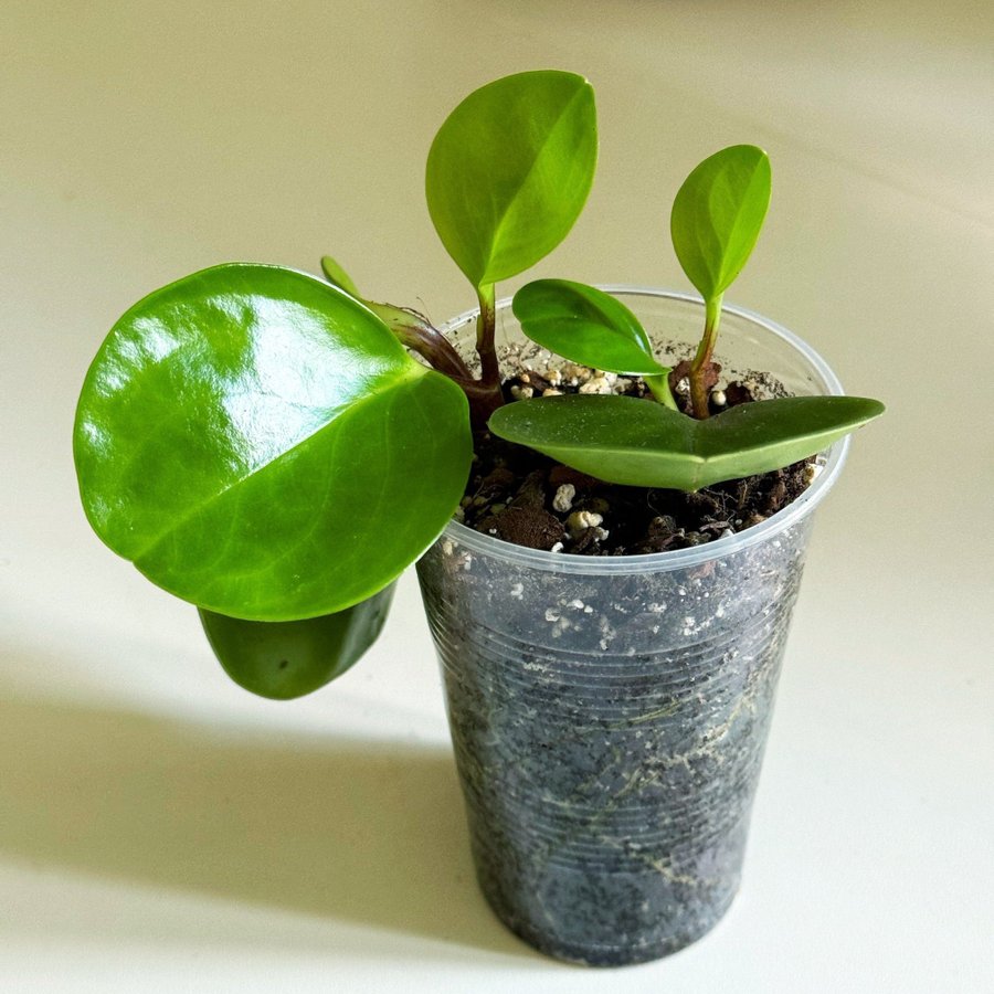 Peperomia Obtusifolia ” FREDSGRÖNSKA " Liten planta (Suckulent)