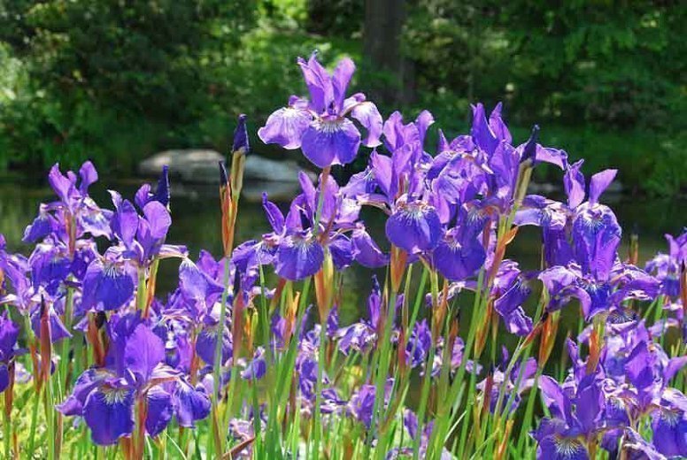 7 st Iris sybirica Papllion - jordstammar - Perenn