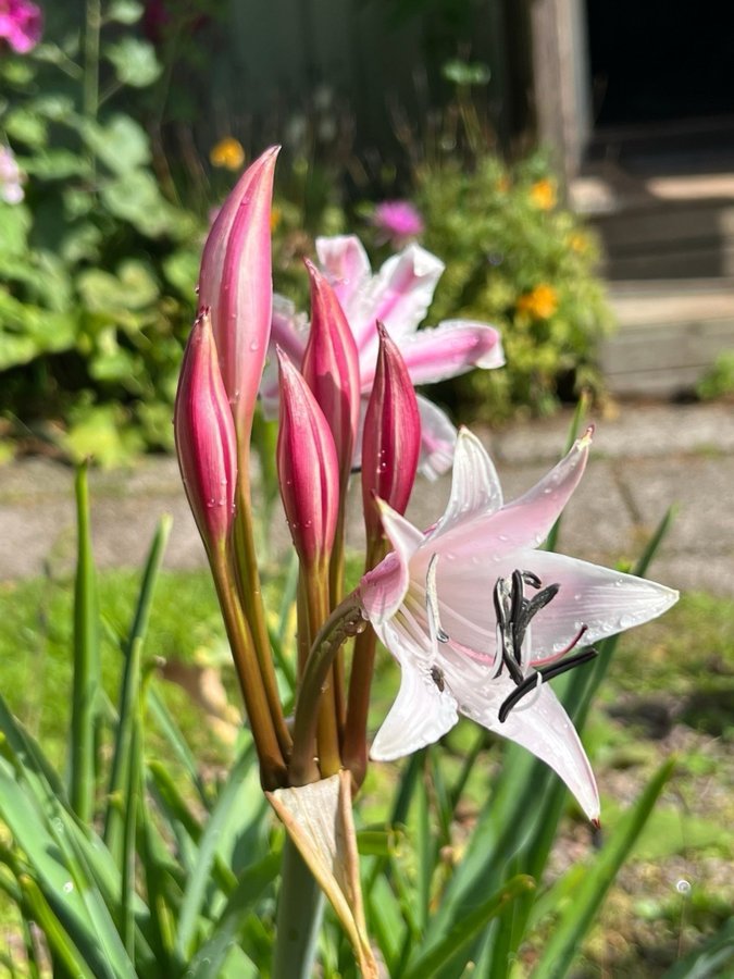 Crinum macowanii