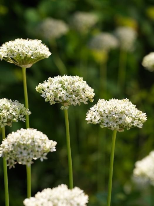 Allium 'Nigrum'4 lökar