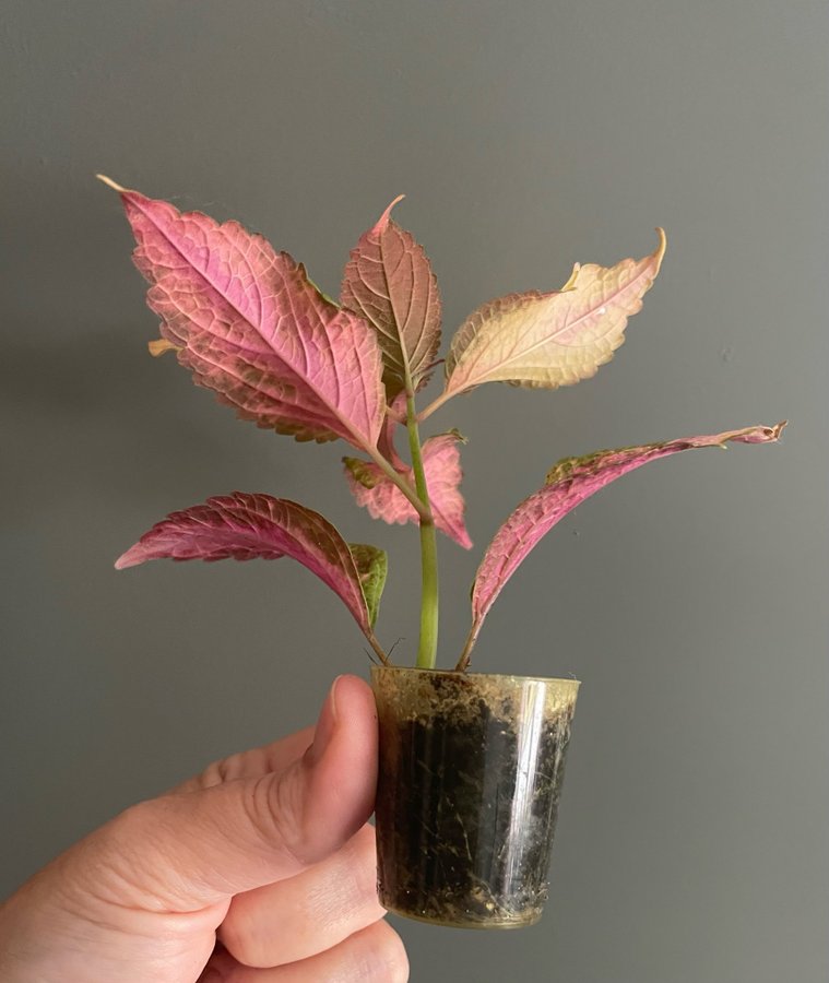 Sweet But Psycho stickling palettblad coleus