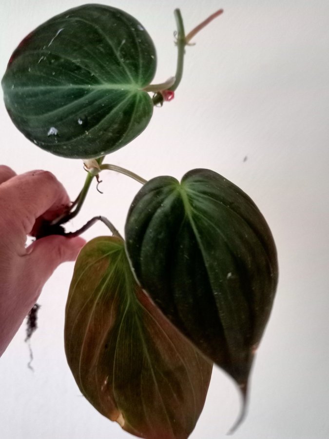 PHILODENDRON MICANS- planta