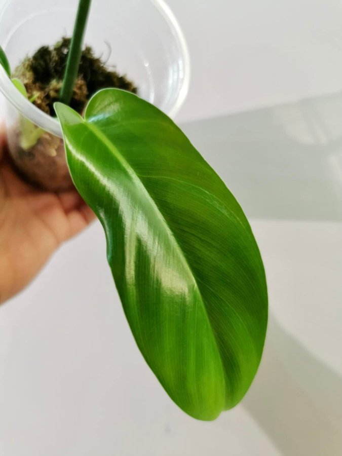 Philodendron Mexicanum