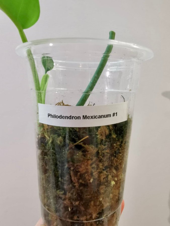 Philodendron Mexicanum