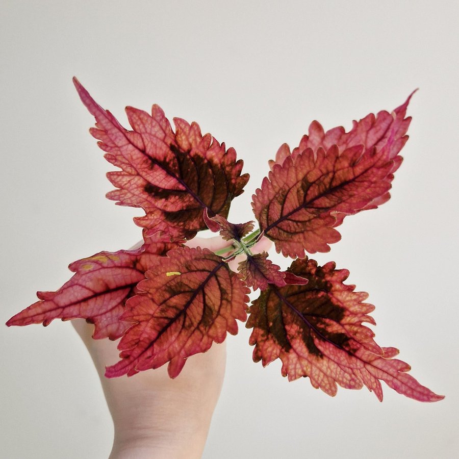 Palettblad/coleus • MAGS • stickling #2