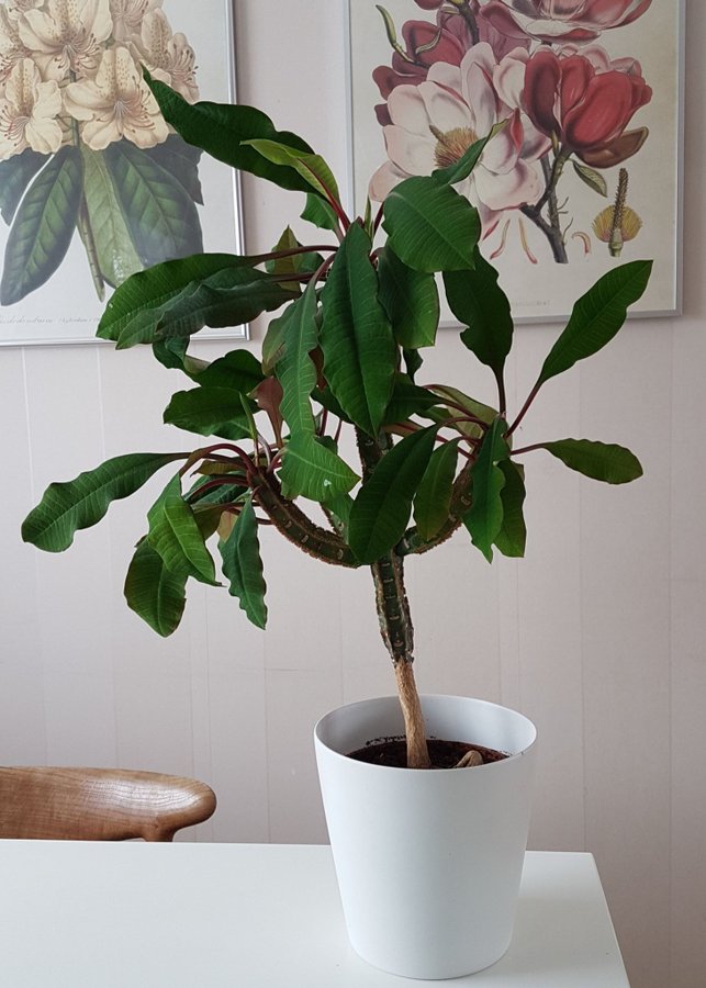 Sprättiväg Skvättiväg Euphorbia leuconeura - liten rotad planta