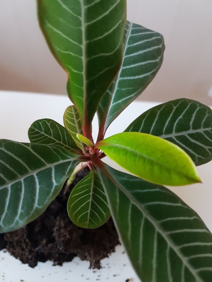 Sprättiväg Skvättiväg Euphorbia leuconeura - liten rotad planta