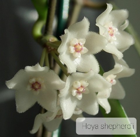 Hoya shepherdii