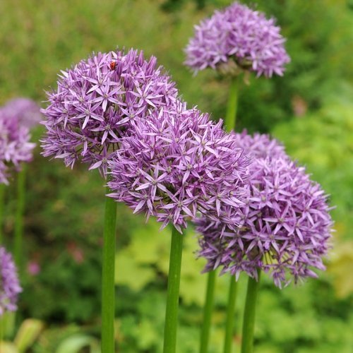 Allium mix,10 små lökar.