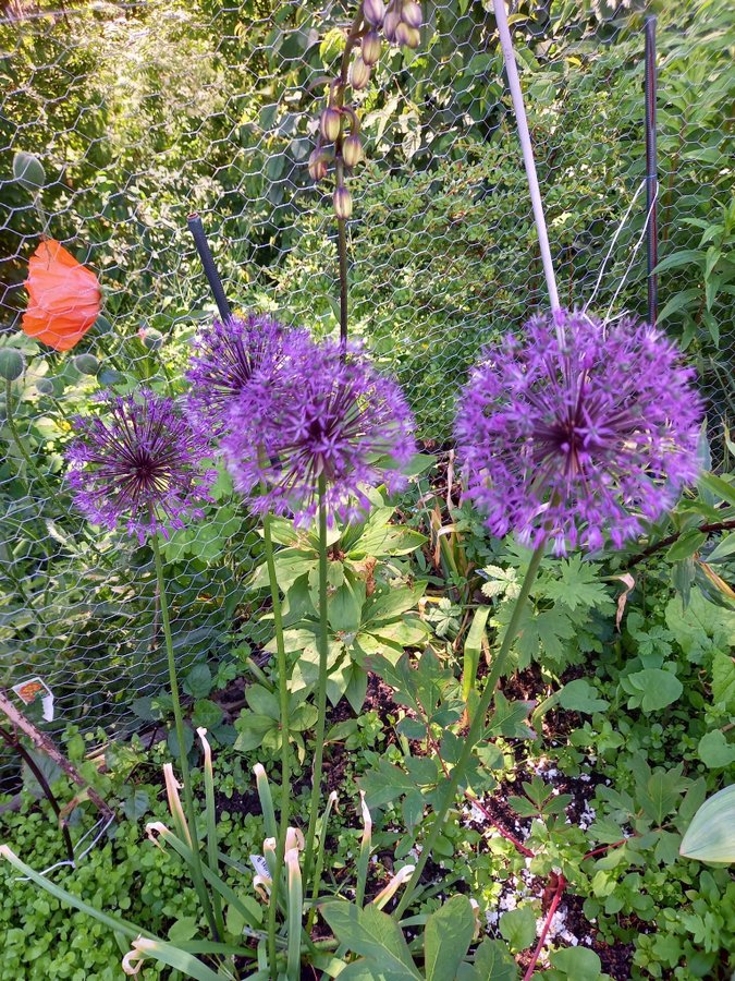 Allium mix,10 små lökar.