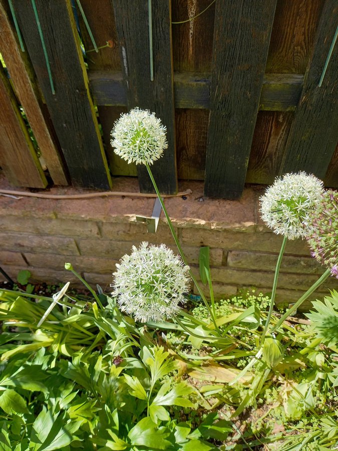 Allium mix,10 små lökar.