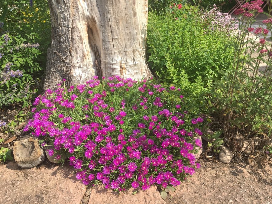 Delosperma ÖKENROS - Ocean Sunset™ Cerise - Violet perenn