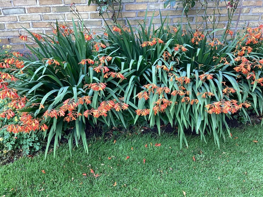 Montbretia