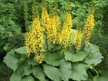 Ligularia stenocephala - Ligularia / Gullstav - PLANTA