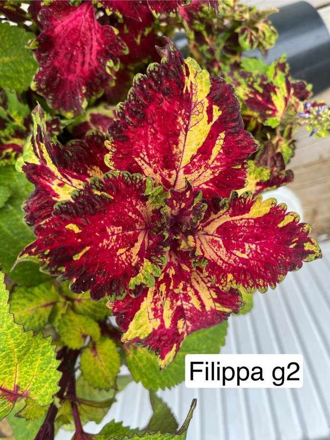 Palettblad/coleus frön, minst 10st frön från Filippa