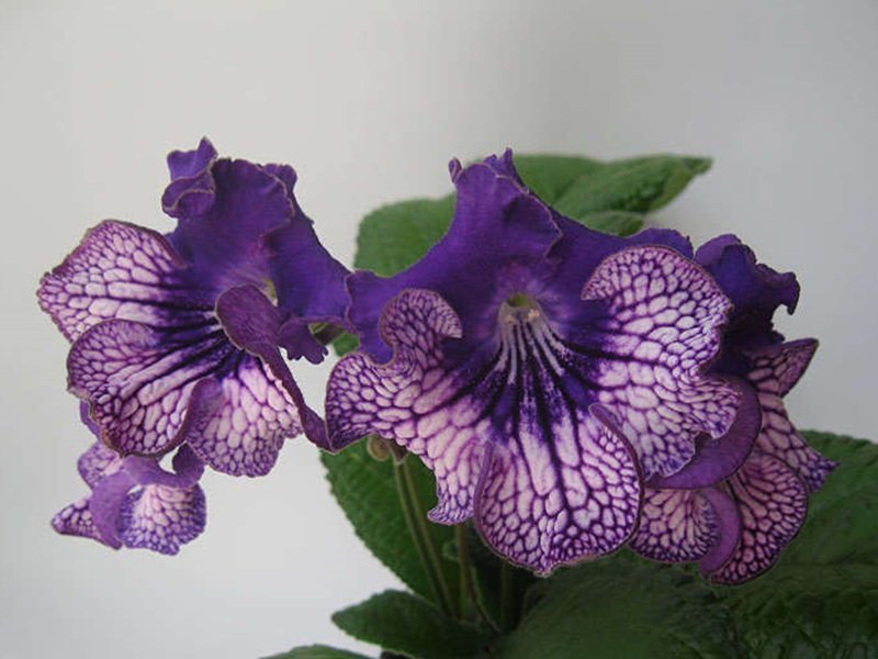 Streptocarpus UA-Evenings Party en ung planta bild 2