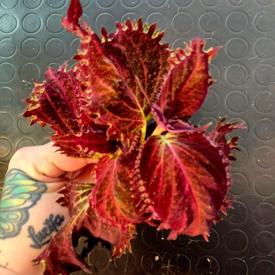 Palettblad/coleus, NN PINK PUSSI stickling x 2