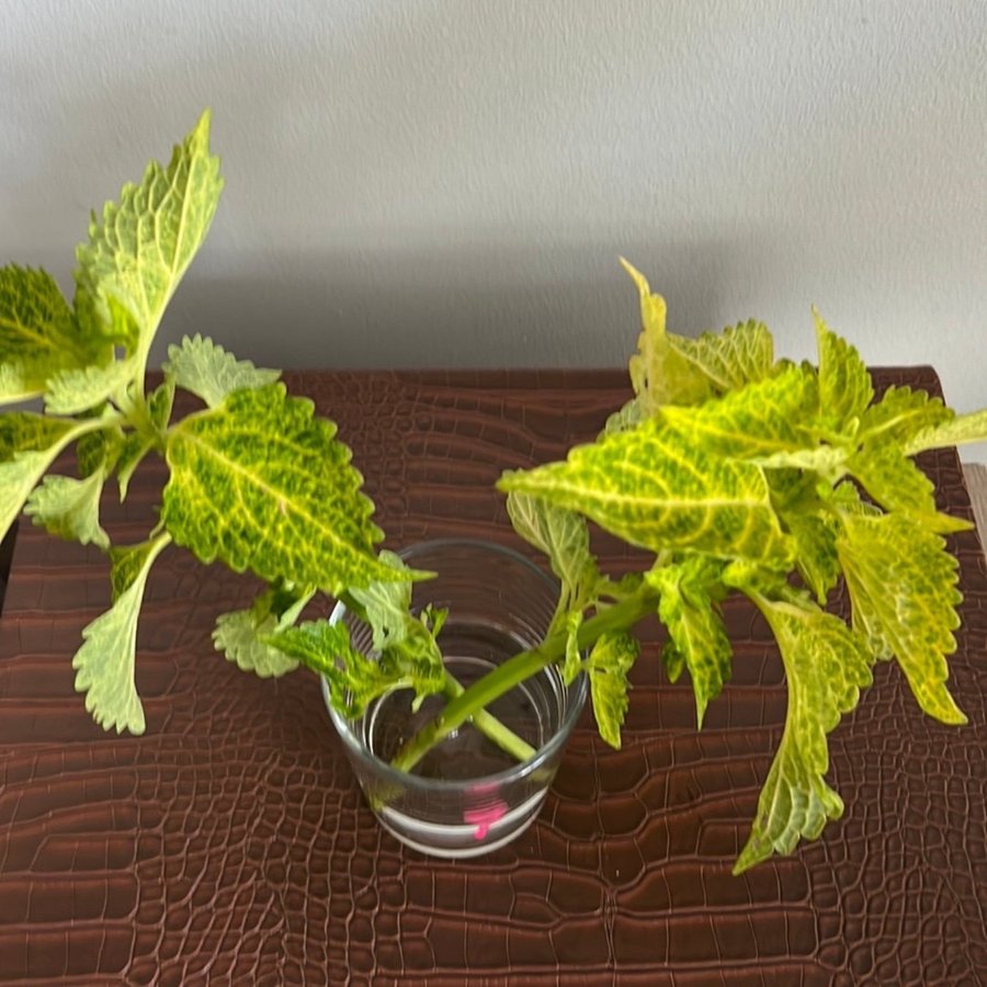 Coleus stickling