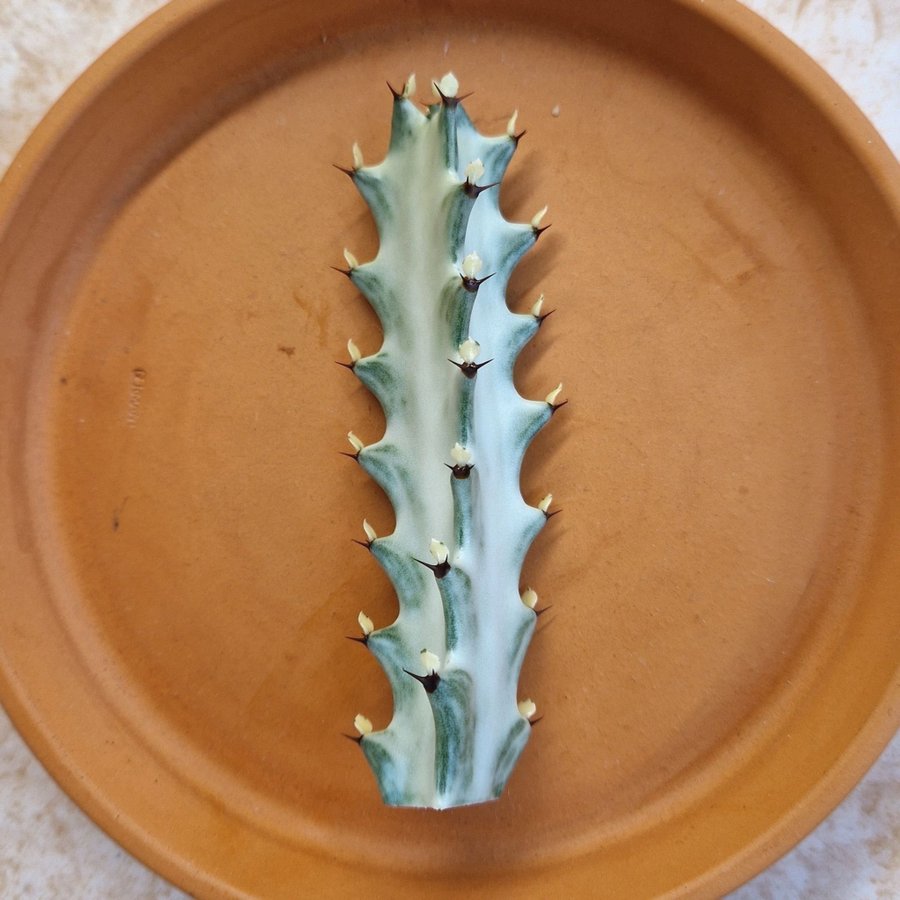 Euphorbia lactea 'WHITE GHOST' skott