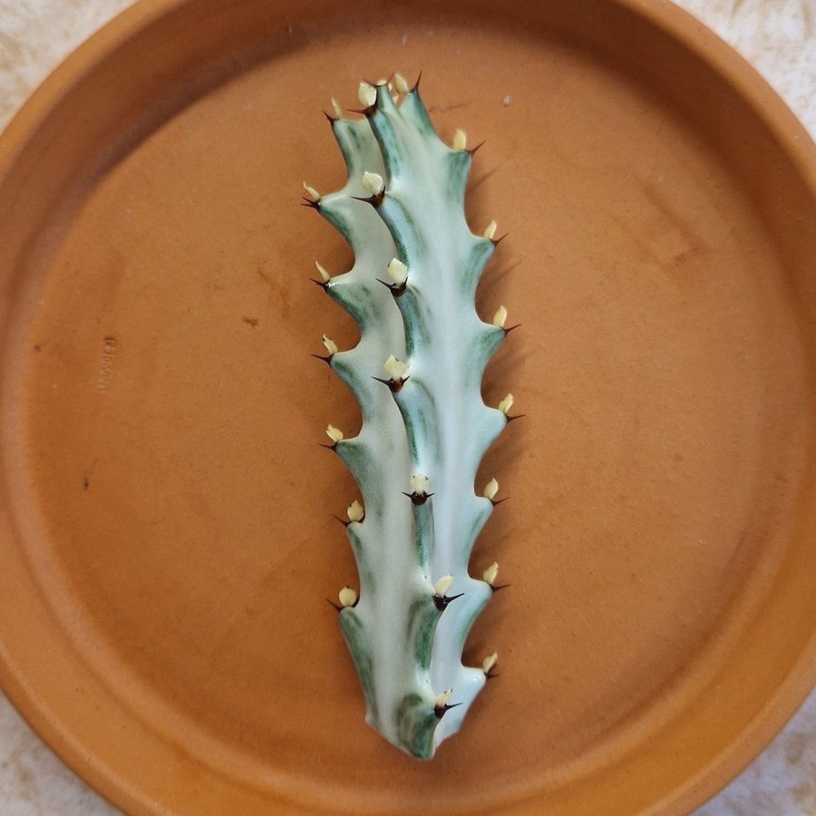 Euphorbia lactea 'WHITE GHOST' skott