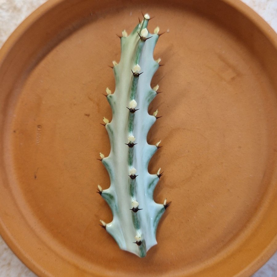 Euphorbia lactea 'WHITE GHOST' skott