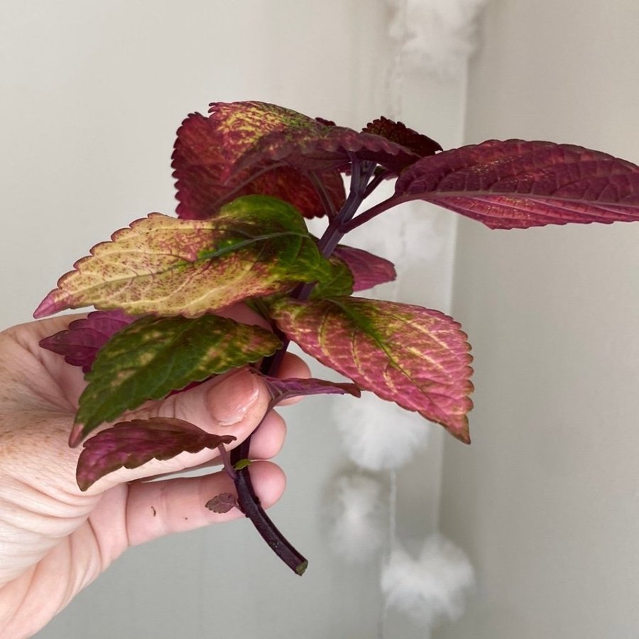 AUTUMN APPLE *palettblad*coleus*