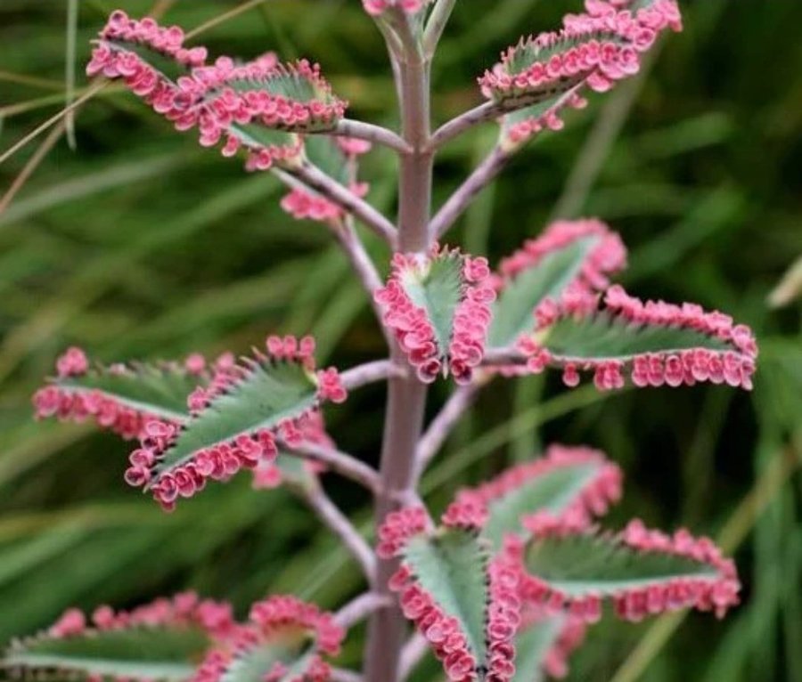 Kalanchoe Pink butterfly 6 bebisar