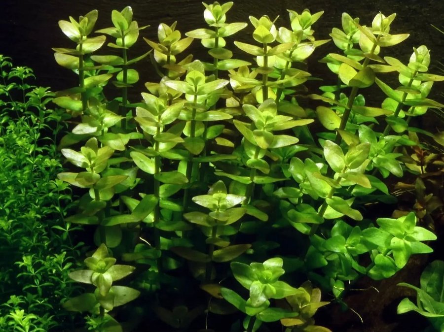 Akvarieväxt, Bacopa caroliniana, 10 skott