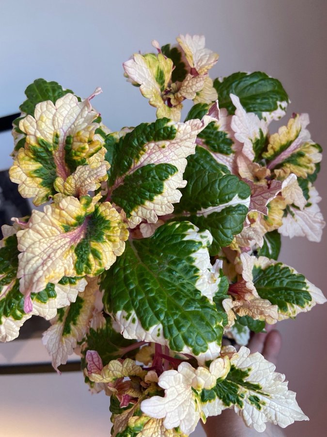 Palettblad/Coleus VILLEMO’S FLORA FRÖIS