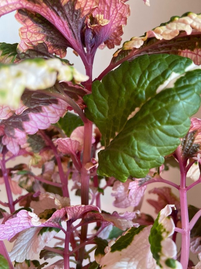 Palettblad/Coleus VILLEMO’S FLORA FRÖIS