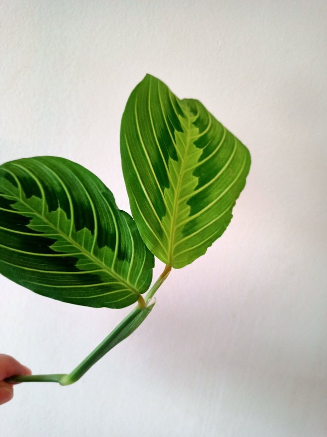 MARANTA " LEMON LIME" - stickling