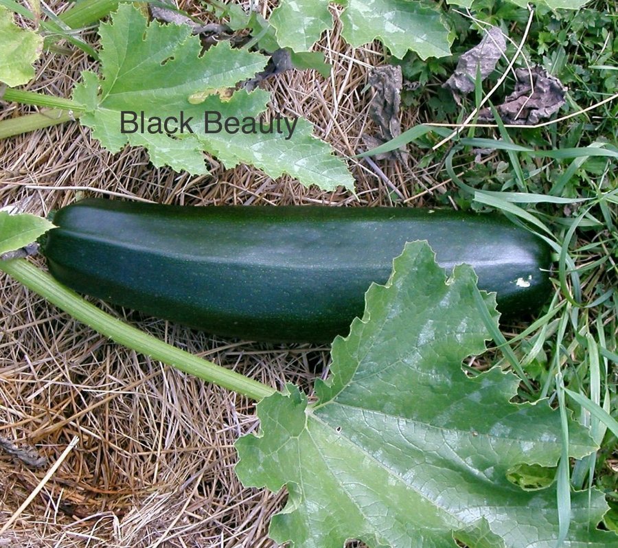 Zucchini / squash, black beauty, ca 5 frön