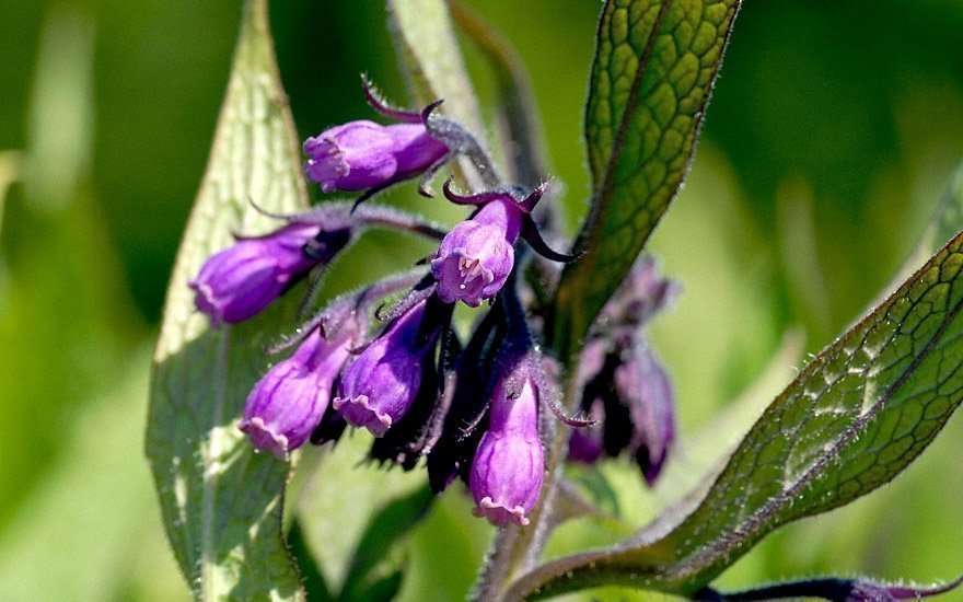 Äkta vållört (Symphytum officinale)