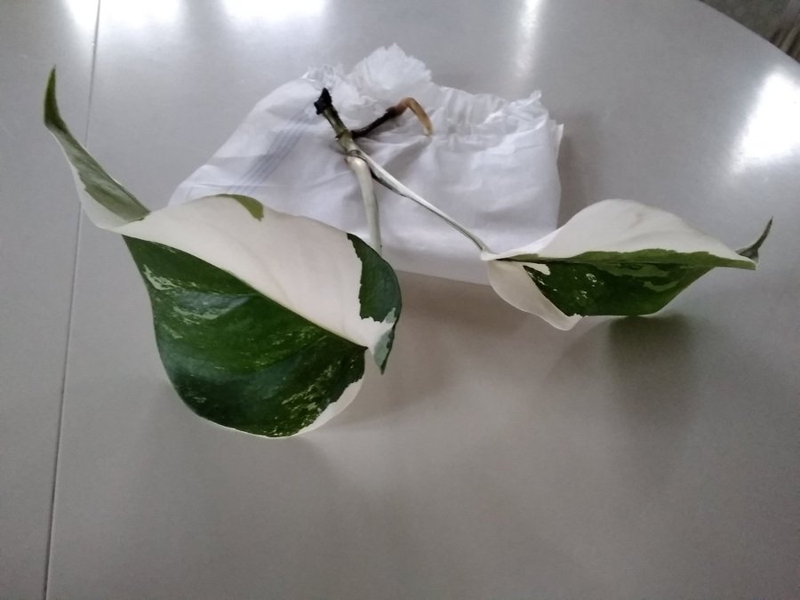 Monstera variegata 2 blad