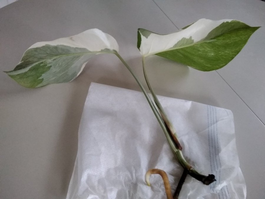 Monstera variegata 2 blad