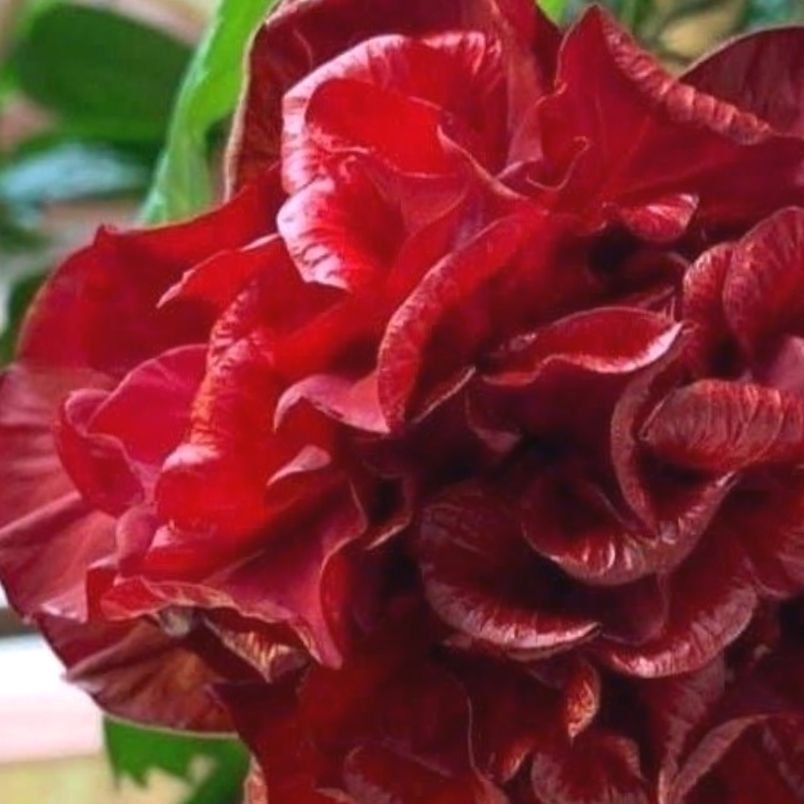 ROS ifrån KINA/ röd rosliknande HIBISKUS/ / 25 cm liten planta /