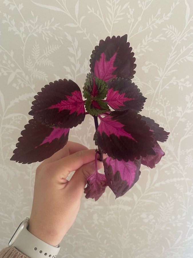 Coleus palettblad china rose