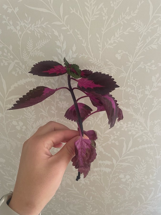 Coleus palettblad china rose