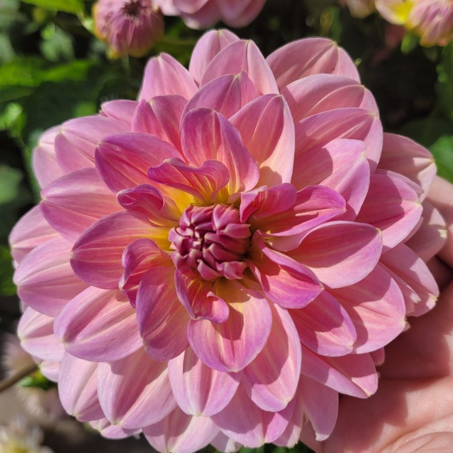 Dahlia Hapet old charm